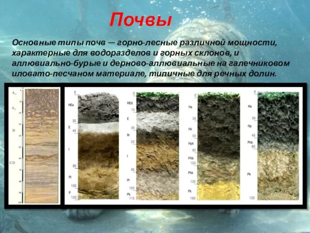 Почвы Основные типы почв — горно-лесные различной мощности, характерные для водоразделов и