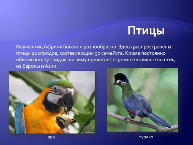 Птицы турако Фауна птиц Африки богата и разнообразна. Здесь распространены птицы 22