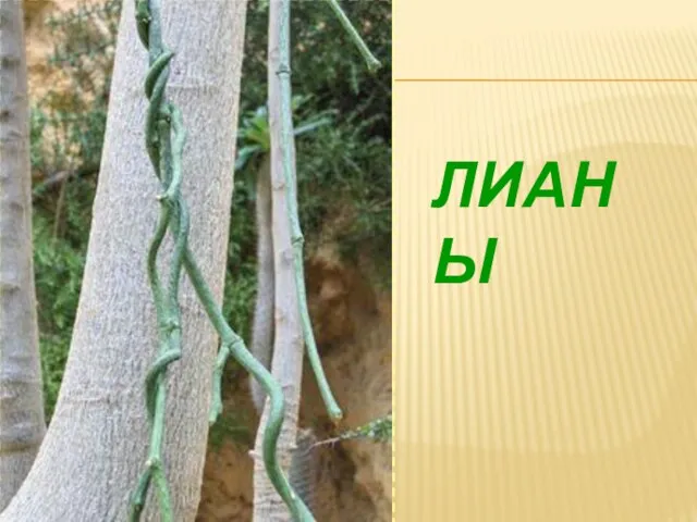 Лианы