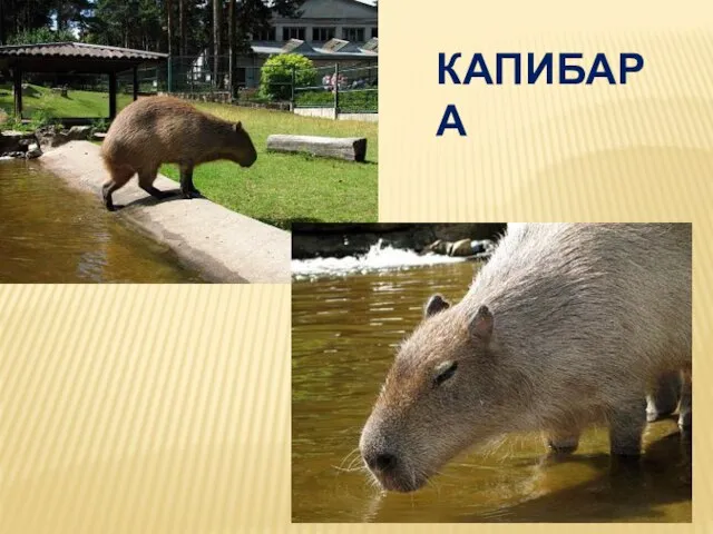 КАПИБАРА