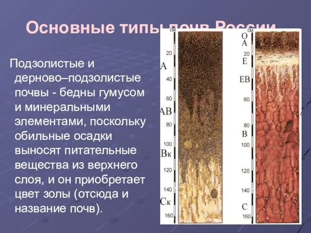 Основные типы почв России. Подзолистые и дерново–подзолистые почвы - бедны гумусом и