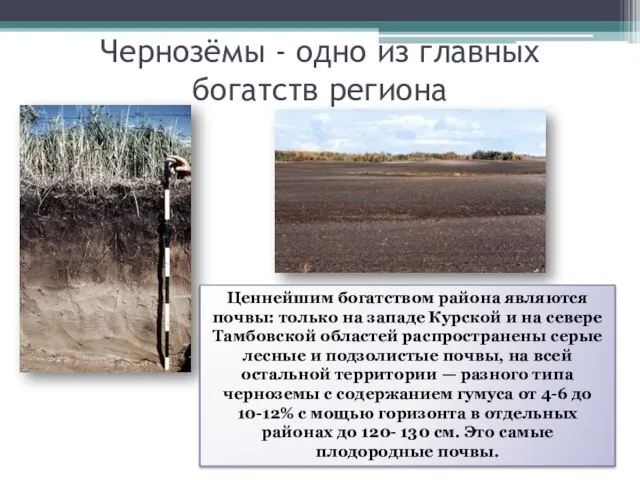 Чернозёмы - одно из главных богатств региона Ценнейшим богатством района являются почвы: