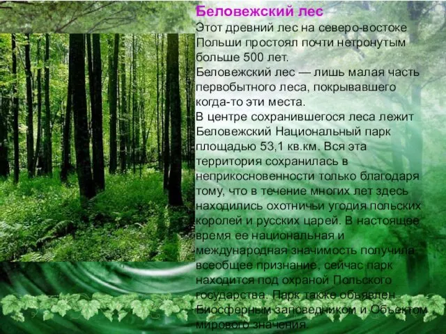 Беловежский лес Этот древний лес на северо-востоке Польши простоял почти нетронутым больше