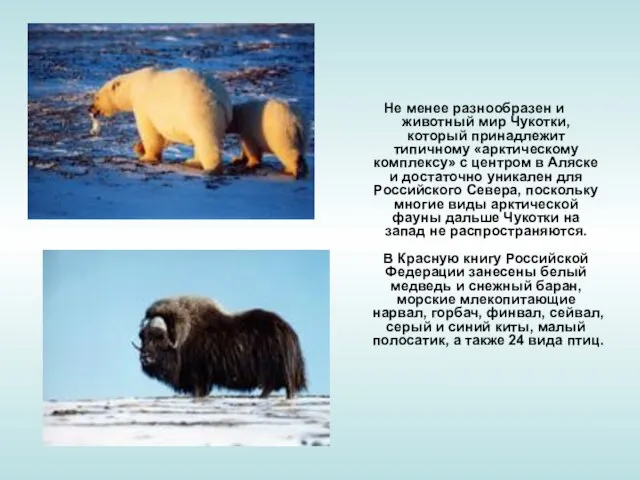Не менее разнообразен и животный мир Чукотки, который принадлежит типичному «арктическому комплексу»