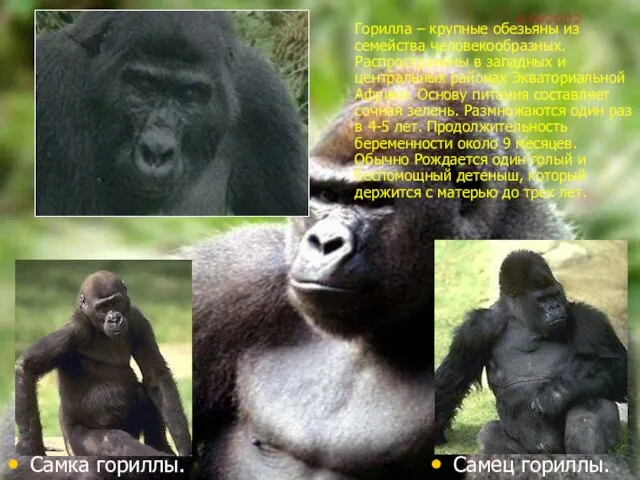 Горилла – крупные обезьяны из семейства человекообразных. Распространены в западных и центральных