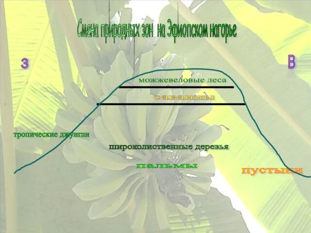 Смена природных зон на Эфиопском нагорье з В можжевеловые леса саванны тропические