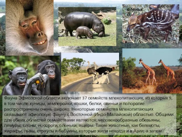 Фауна Эфиопской области включает 37 семейств млекопитающих, из которых 9, в том