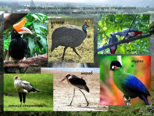 Среди птиц преобладают жако, турако, цесарка, птица-носорог (калао), какаду, марабу, птица-секретарь .