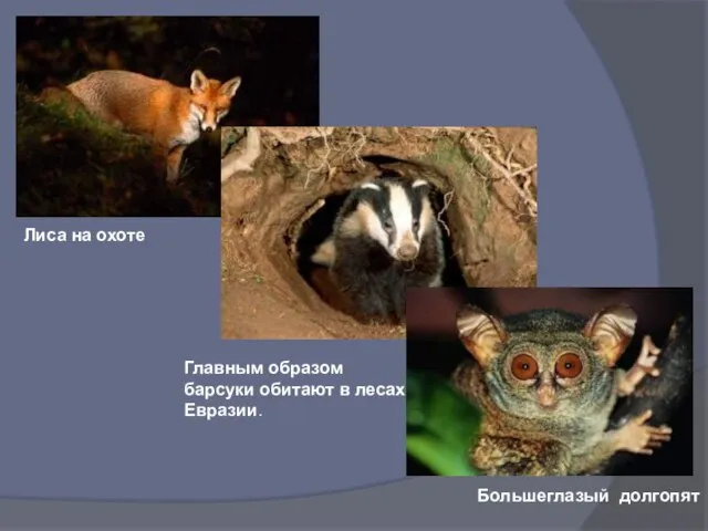 Лиса на охоте Главным образом барсуки обитают в лесах Евразии. Большеглазый долгопят