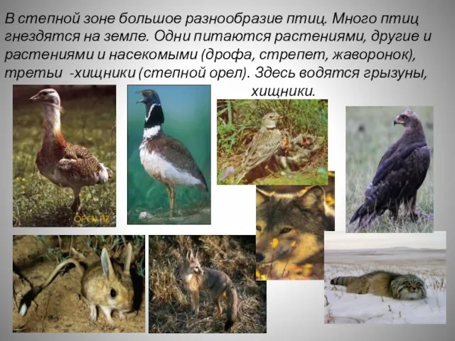 В степной зоне большое разнообразие птиц. Много птиц гнездятся на земле. Одни