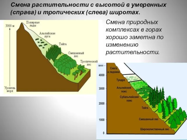 5000 – Смена растительности с высотой в умеренных (справа) и тропических (слева)