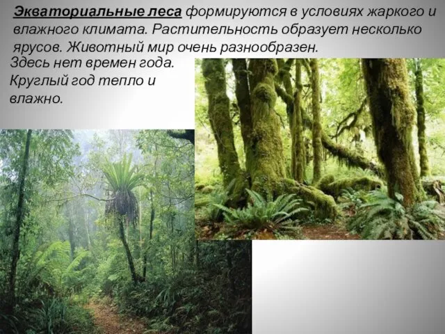 Экваториальные леса формируются в условиях жаркого и влажного климата. Растительность образует несколько