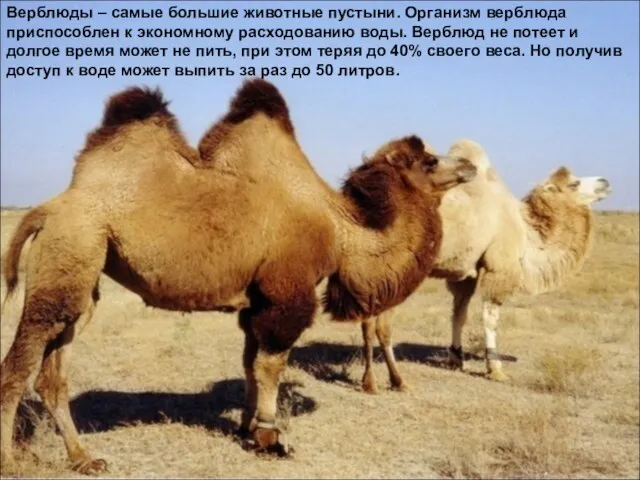 Верблюды – самые большие животные пустыни. Организм верблюда приспособлен к экономному расходованию