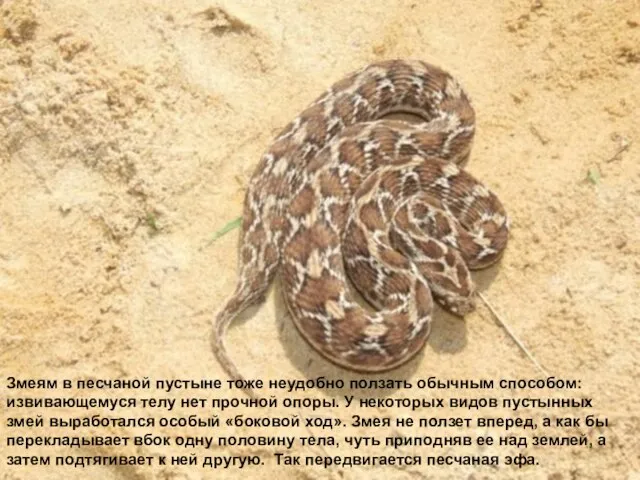 Змеям в песчаной пустыне тоже неудобно ползать обычным способом: извивающемуся телу нет