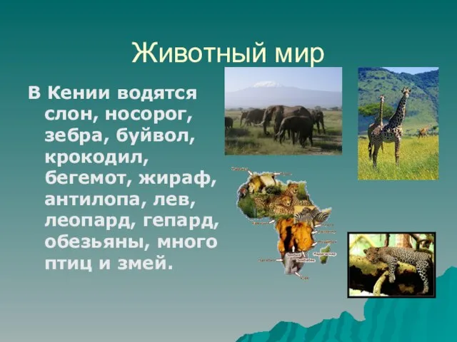 Животный мир В Кении водятся слон, носорог, зебра, буйвол, крокодил, бегемот, жираф,