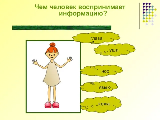 органами чувств Чем человек воспринимает информацию?