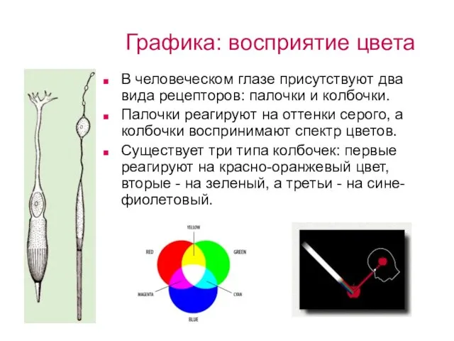 Графика: восприятие цвета В человеческом глазе присутствуют два вида рецепторов: палочки и