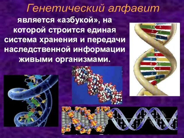 Генетический алфавит является «азбукой», на которой строится единая система хранения и передачи наследственной информации живыми организмами.