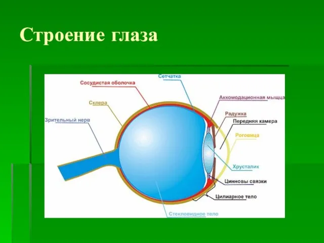 Строение глаза