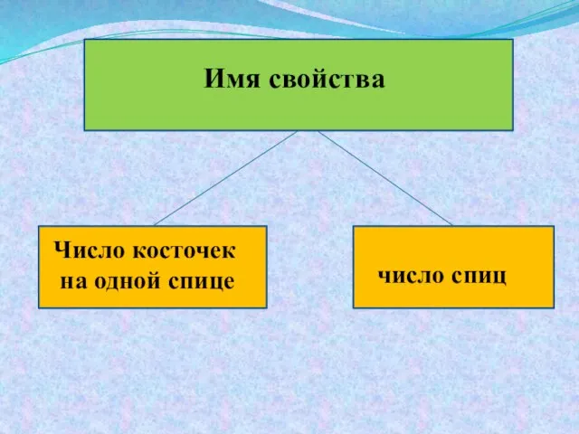 Имя свойства Число косточек на одной спице число спиц