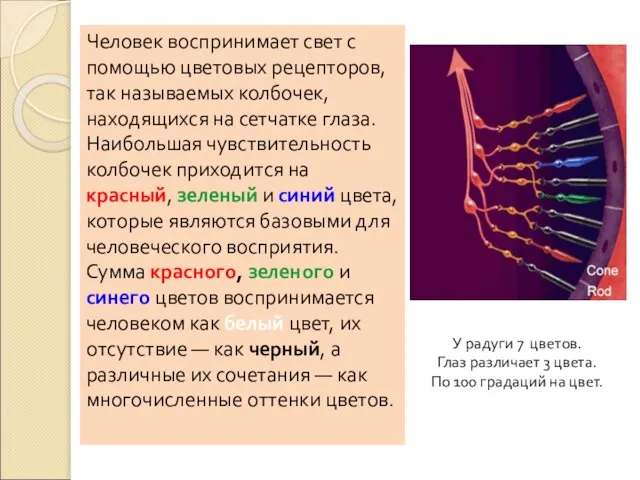 Человек воспринимает свет с помощью цветовых рецепторов, так называемых колбочек, находящихся на