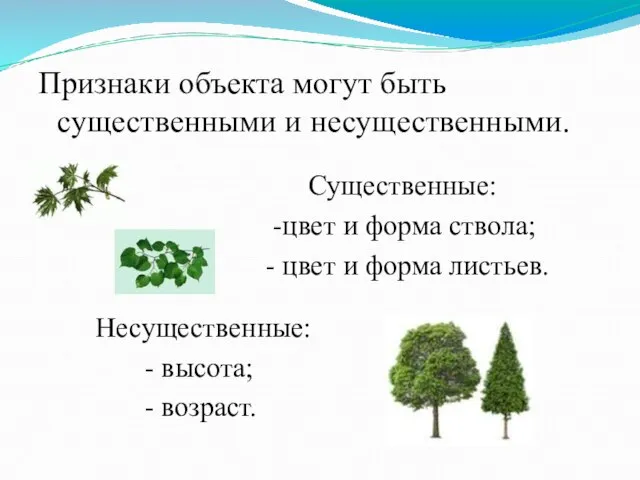 Признаки объекта могут быть существенными и несущественными. Существенные: -цвет и форма ствола;