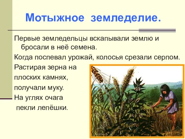 Первые земледельцы вскапывали землю и бросали в неё семена. Когда поспевал урожай,