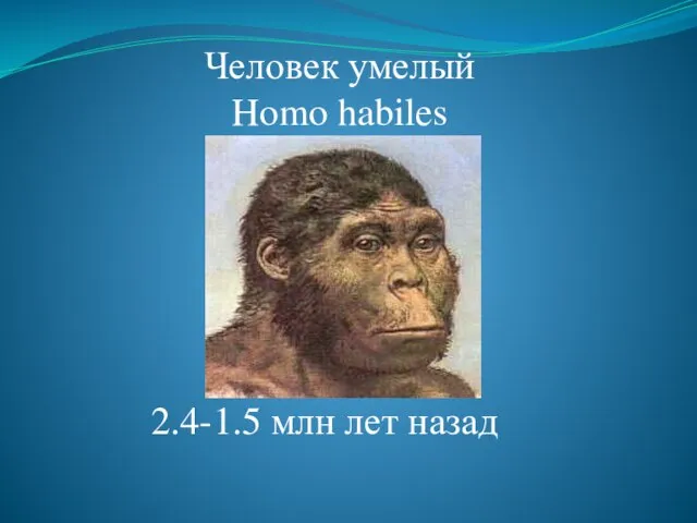 Человек умелый Homo habiles 2.4-1.5 млн лет назад