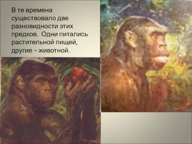 В те времена существовало две разновидности этих предков. Одни питались растительной пищей, другие – животной.