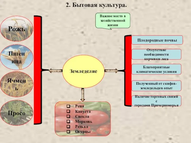 2. Бытовая культура. Земледелие Важное место в хозяйственной жизни Плодородные почвы Отсутствие