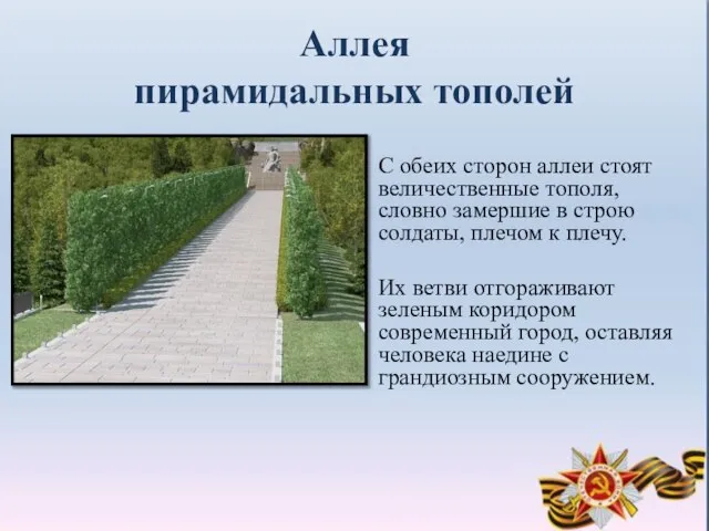 Аллея пирамидальных тополей С обеих сторон аллеи стоят величественные тополя, словно замершие