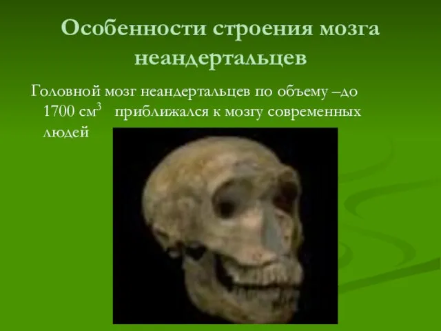 Особенности строения мозга неандертальцев Головной мозг неандертальцев по объему –до 1700 см3