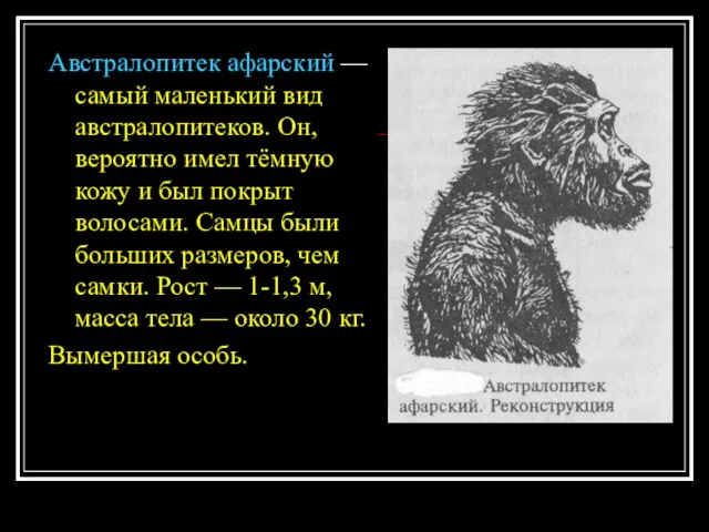 Австралопитек афарский — самый маленький вид австралопитеков. Он, вероятно имел тёмную кожу