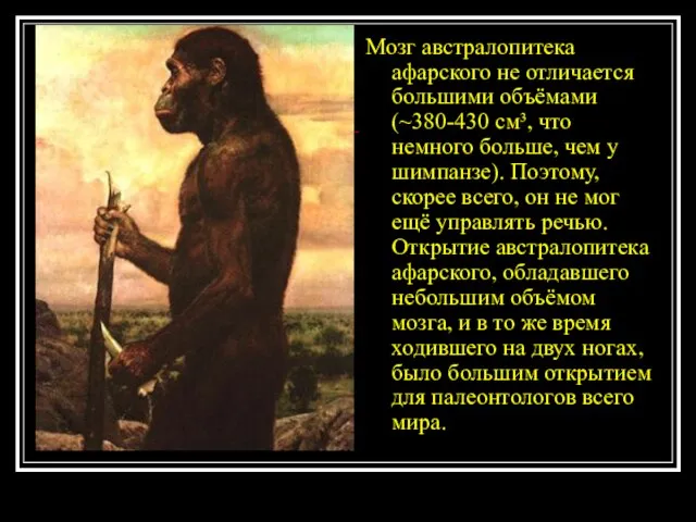 Мозг австралопитека афарского не отличается большими объёмами (~380-430 см³, что немного больше,