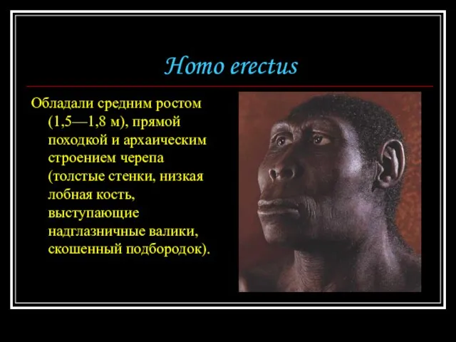 Homo erectus Обладали средним ростом (1,5—1,8 м), прямой походкой и архаическим строением