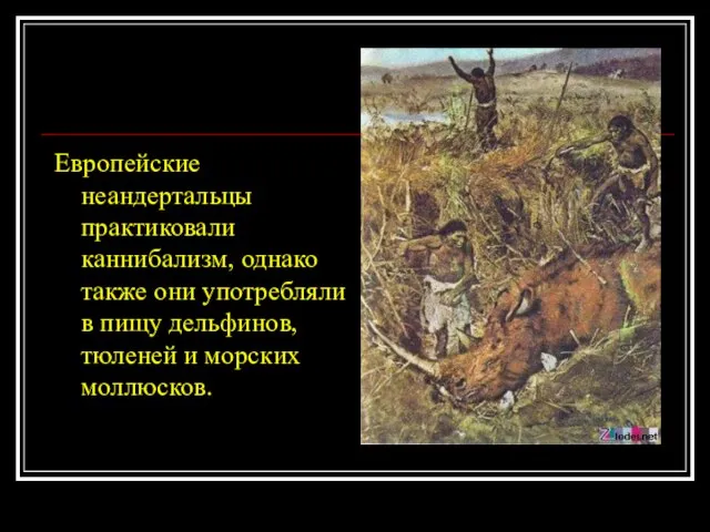 Европейские неандертальцы практиковали каннибализм, однако также они употребляли в пищу дельфинов, тюленей и морских моллюсков.