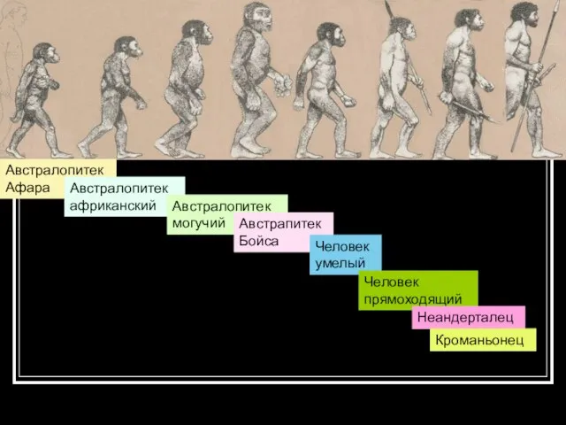 Австралопитек Афара Австралопитек африканский Австралопитек могучий Австрапитек Бойса Человек умелый Человек прямоходящий Неандерталец Кроманьонец