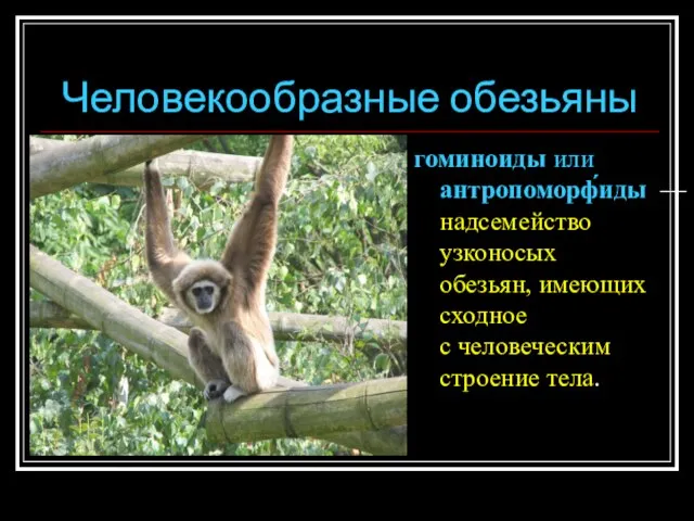 Человекообразные обезьяны гоминоиды или антропоморф́иды — надсемейство узконосых обезьян, имеющих сходное с человеческим строение тела.