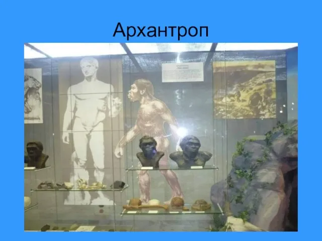 Архантроп