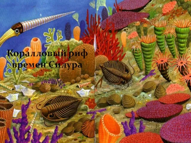 Коралловый риф времен Силура