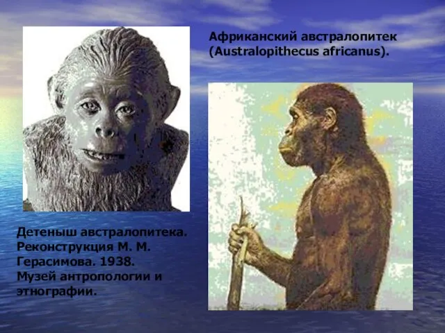 Африканский австралопитек (Australopithecus africanus). Детеныш австралопитека. Реконструкция М. М. Герасимова. 1938. Музей антропологии и этнографии.