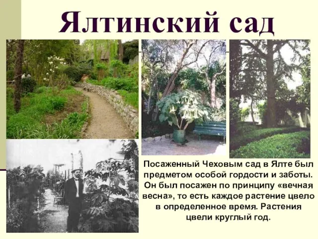 Ялтинский сад Посаженный Чеховым сад в Ялте был предметом особой гордости и