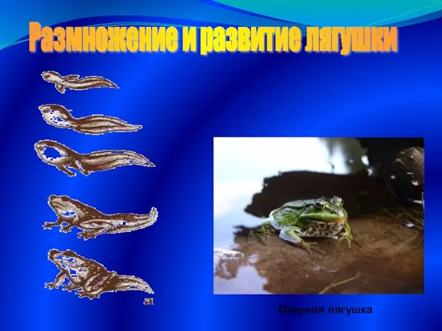 Размножение и развитие лягушки Озерная лягушка