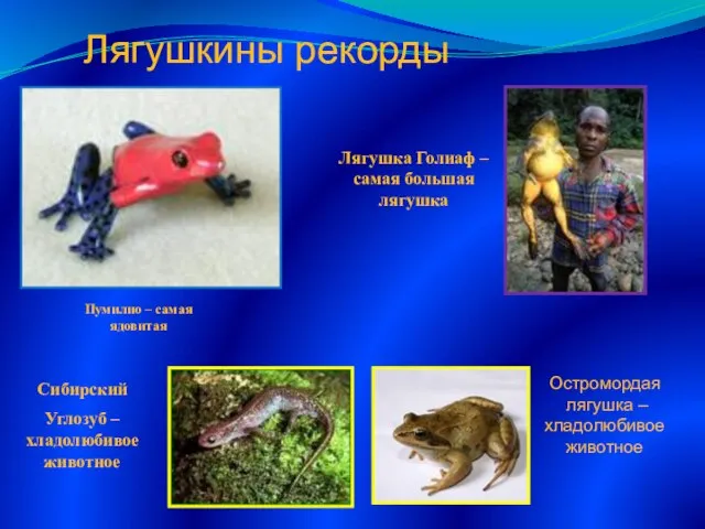 Лягушка Голиаф – самая большая лягушка Пумилио – самая ядовитая Сибирский Углозуб