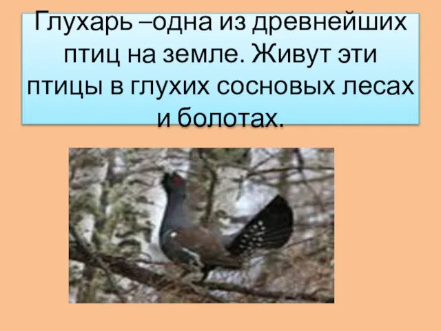 Глухарь –одна из древнейших птиц на земле. Живут эти птицы в глухих сосновых лесах и болотах.