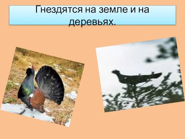 Гнездятся на земле и на деревьях.