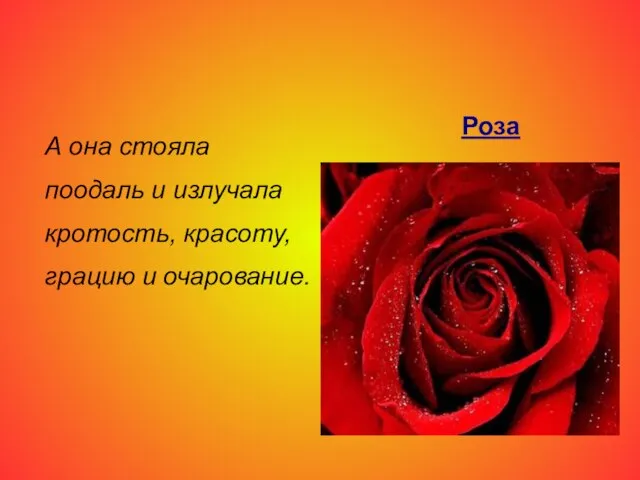 А она стояла поодаль и излучала кротость, красоту, грацию и очарование. Роза