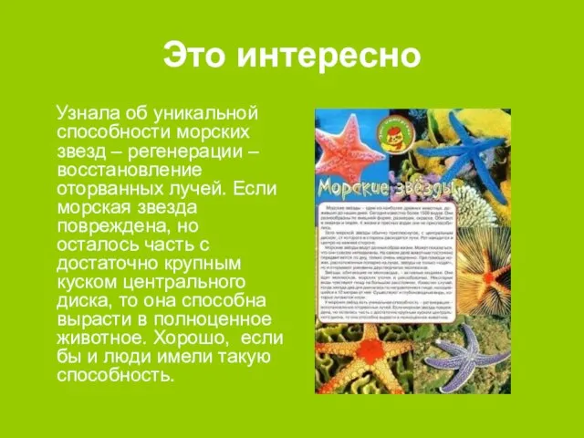 Это интересно Узнала об уникальной способности морских звезд – регенерации – восстановление