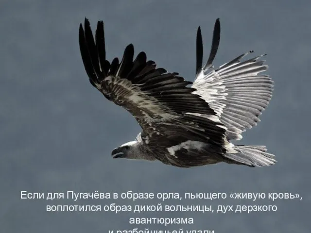 Если для Пугачёва в образе орла, пьющего «живую кровь», воплотился образ дикой