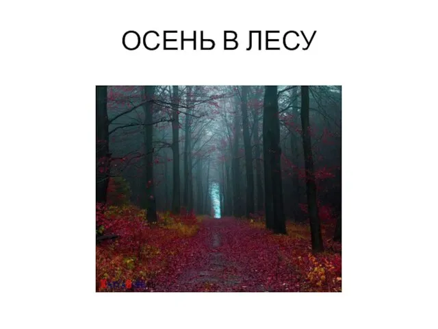 ОСЕНЬ В ЛЕСУ